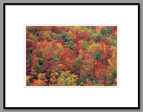 Fall Color, Smoky Mountain National Park