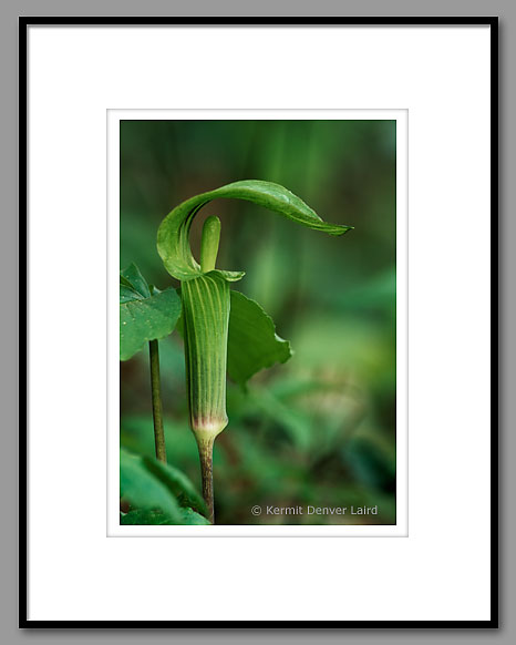 Jack-in-the-pulpit, Bankhead National Forest