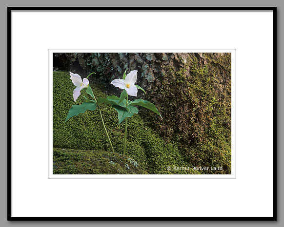 White Trillium, Smoky Mountain NP