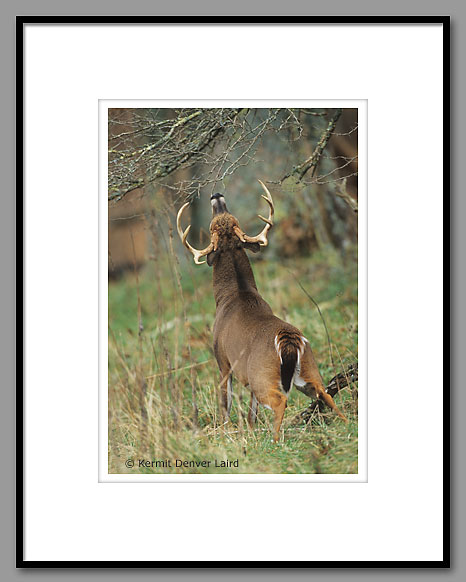 White-tailed Deer, Smoky Mountain NP