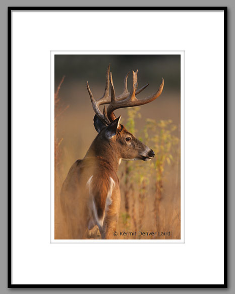 White-tailed Deer, Smoky Mountain NP