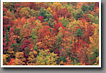 Fall Color, Autumn Woods, Smoky Mountain NP