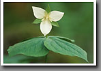 White Trillium Flower, Bankhead National Forest