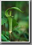 Jack-in-the-pulpit, Bankhead National Forest