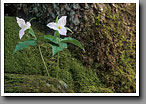 White Trillium Flower, Smoky Mountain NP