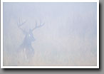 White-tailed Deer, Buck, Smoky Mountain NP