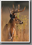 White-tailed Deer, Buck, Smoky Mountain NP