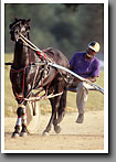 Harness Racing, Frank Bell, Minor's Track, Oktibbeha County, MS