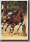 Harness Racing, Curtis Rice, Minor's Track, Oktibbeha County, MS