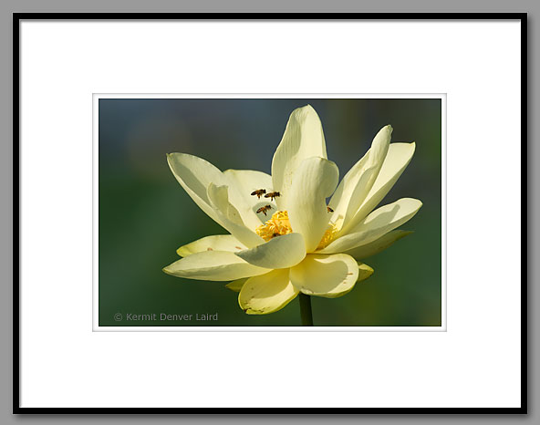 Lotus Lily, Wildflowers, Noxubee NWR, MS