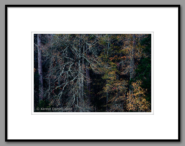 December Woods, Noxubee NWR, MS