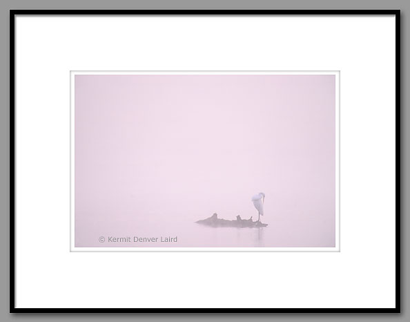 Great Egret, Loakfoma Lake, Noxubee NWR, MS