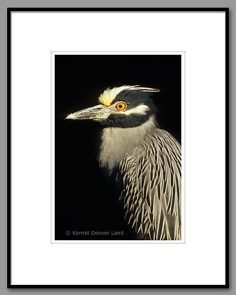 Yellow-crowned Night Heron, Noxubee NWR