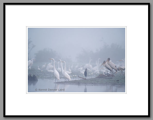 Egrets, Herons & Storks, Noxubee NWR