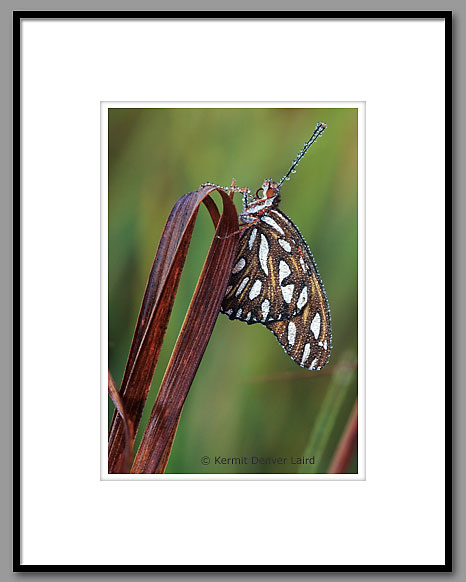 Gulf Fritillary Butterfly, Noxubee NWR
