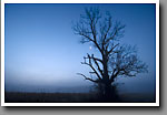 Oak tree silhouette, dawn, Noxubee NWR