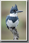 Belted Kingfisher, male, Noxubee NWR
