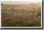 Orb webs in a field, Noxubee NWR