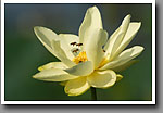 Honey Bees, Lotus Lily flower, Noxubee NWR