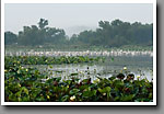 Wading Birds & Lotus Lilies, Noxubee NWR, MS