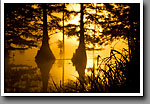 Bluff Lake, foggy sunrise, Noxubee NWR