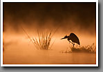 Great Blue Heron silhouette, Noxubee NWR