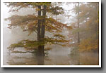 Cypress Tree in Fog, Noxubee NWR, MS