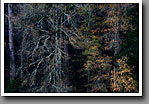 December Woods, mixed pine oak forest, dawn, Noxubee NWR