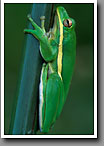 Green Treefrog, Noxubee NWR