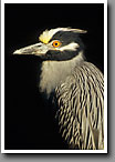 Yellow-crowned Night Heron, Noxubee NWR