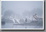 Egrets, Herons & Storks, Loakfoma Lake, Noxubee NWR