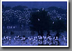 Wood Storks, Egrets & Herons at dawn, Bluff Lake, Noxubee NWR