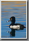 Ring-necked Duck, Male, Noxubee NWR