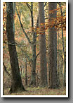 Mixed Pine Oak Forest, autumn, Noxubee NWR
