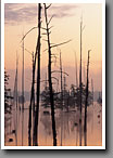Images of Masts, Bluff Lake, Noxubee NWR