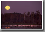 Moondance Egretta, Egrets at moonset, Noxubee NWR