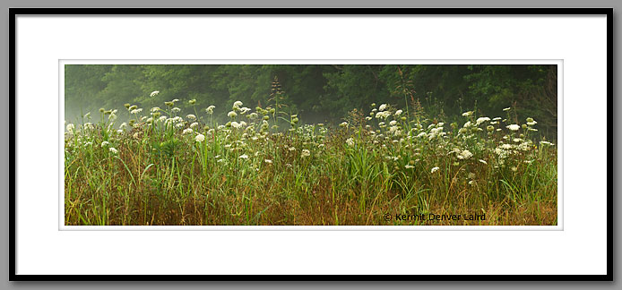Queen Anne's Lace, Wildflowers, Noxubee NWR, MS