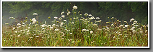 Wildflowers, Queen Anne's Lace, Wild Carrot, Noxubee NWR