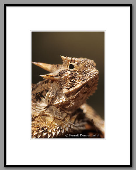 Texas Horned Lizard, Starr County, TX