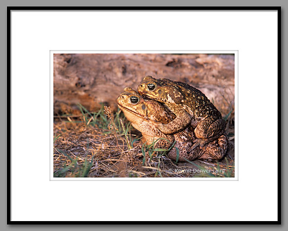 Giant Toad, Marine Toad, Starr County, TX