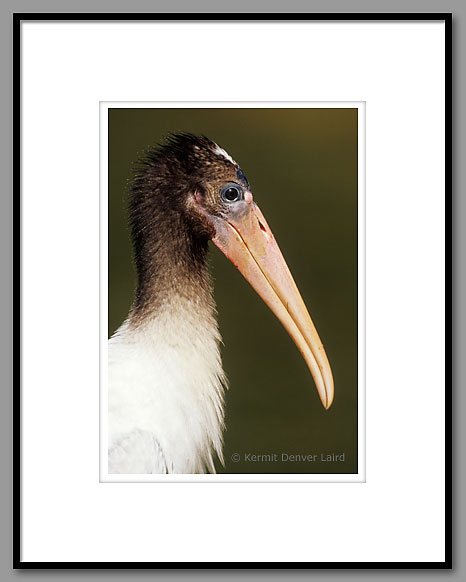 Wood Stork, Starr County, TX