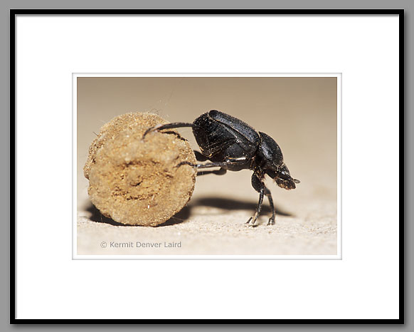Dung Beetle, Starr County, TX