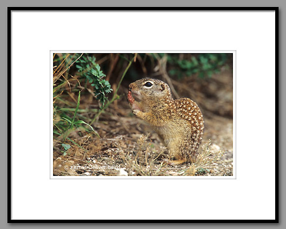 Mexican Ground Squirrel, Starr County, TX