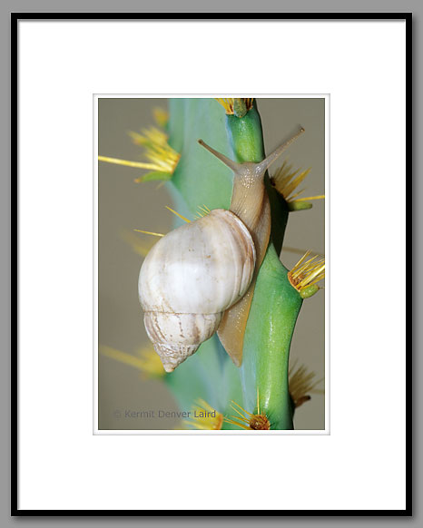 Creamy White Snail, Starr County, TX