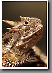 Texas Horned Lizard, Horny Toad, Starr County, TX