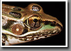 Rio Grande Leopard Frog, Starr County, TX