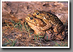 Giant Toad, Marine Toad, Mating, Starr County, TX