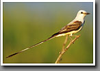 Scissor-tailed Flycatcher, Starr County, TX