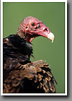 Turkey Vulture, Starr County, TX