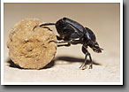 Dung Beetle, Starr County, TX